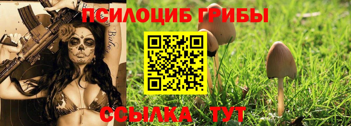 Псилоцибиновые грибы Psilocybe Владивосток